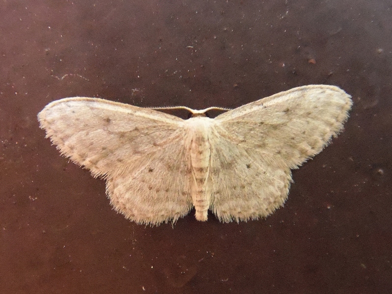 Idaea seriata e/o Scopula nigropunctata?